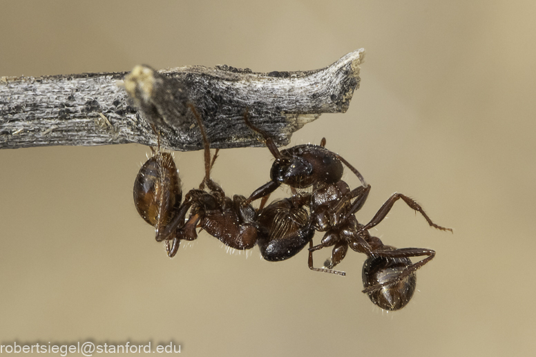 Desert Biogeography of Joshua Tree National Park